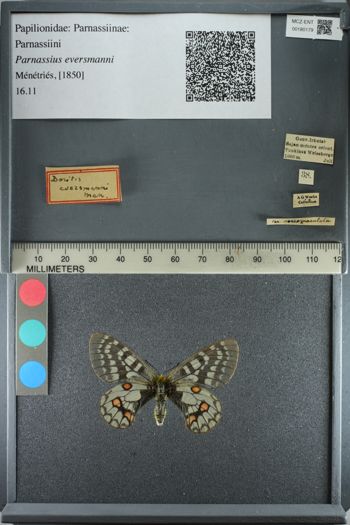Media type: image;   Entomology 180179